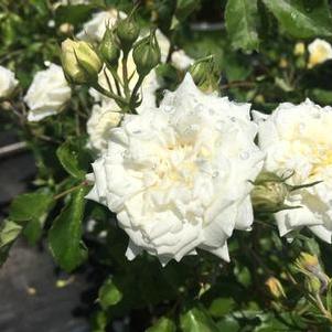 Rosa White Drift®