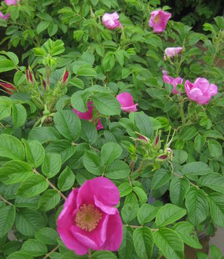 Rosa rugosa 