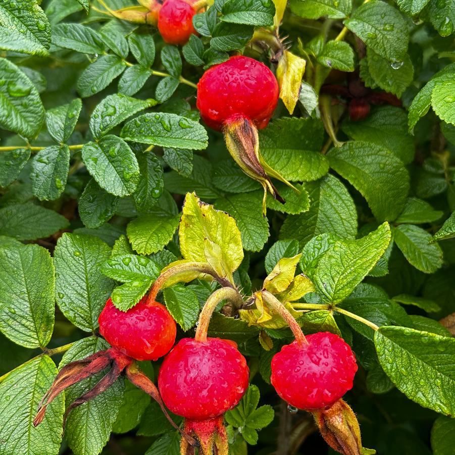 Rosa rugosa