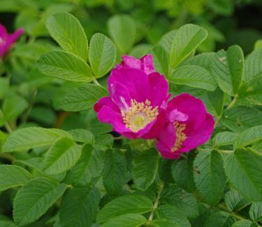 Rosa rugosa 