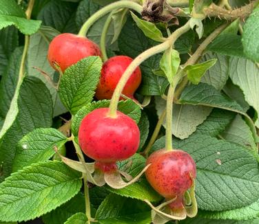 Rosa rugosa