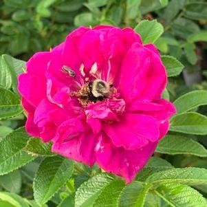 Rosa rugosa Purple Pavement