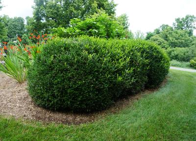 Buxus microphylla var. japonica 'Jim Stauffer' - (Photo Saunders Brothers, Inc.)