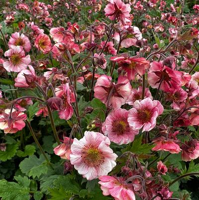 Geum x TEMPO Rose