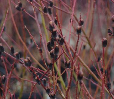 Salix melanostachys