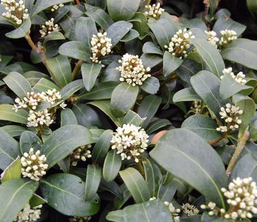 Skimmia japonica 'Female'