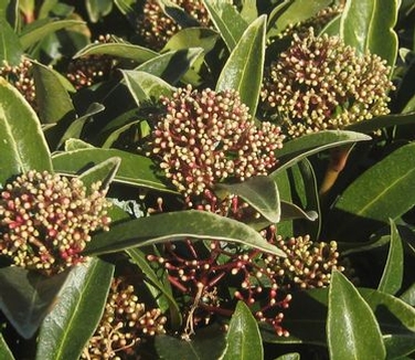 Skimmia japonica Male