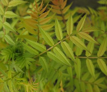 Sorbaria sorbifolia 'Sem' 