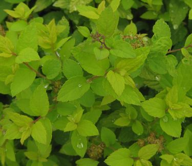 Spiraea japonica 'Gold Mound' 