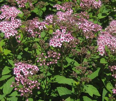 Spiraea japonica Little Princess - Spirea 