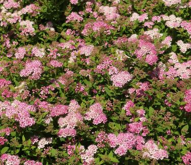 Spiraea japonica Little Princess (@ NYBG)