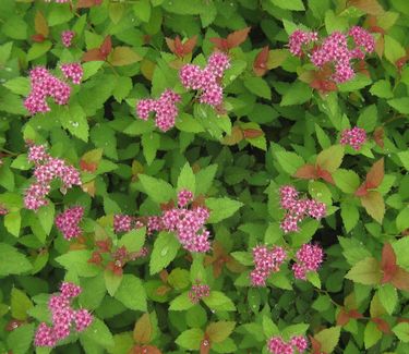 Spiraea japonica Magic Carpet™