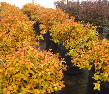 Spiraea japonica Magic Carpet