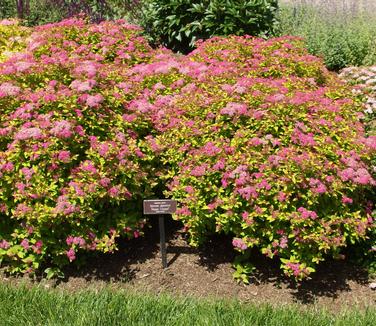 Spiraea japonica Magic Carpet (@ NYBG)