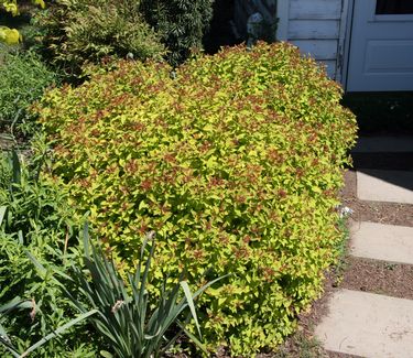 Spiraea japonica Magic Carpet™