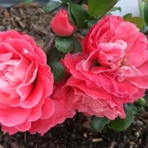 Chaenomeles speciosa Double Take® Pink