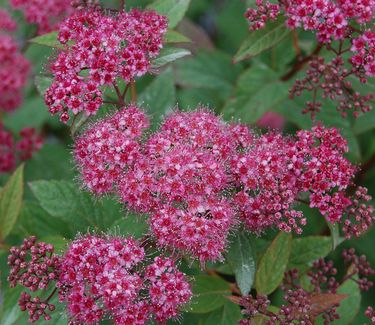 Spiraea japonica 'Neon Flash' 