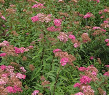 Spiraea japonica Neon Flash