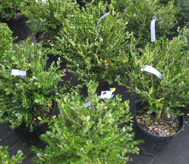Buxus microphylla var. koreana 'Winter Gem' - Littleleaf Boxwood 