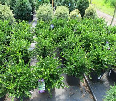 Buxus microphylla var. koreana Winter Gem