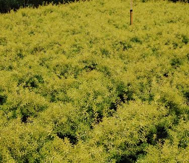 Spiraea thunbergii 'Ogon' 