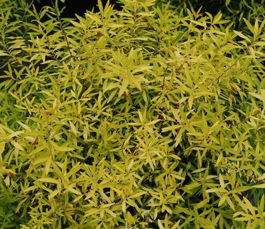 Spiraea thunbergii 'Ogon' 