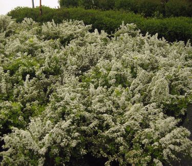 Spiraea thunbergii 'Ogon'