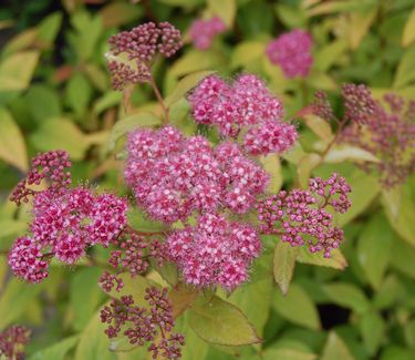 Spiraea japonica 'Goldflame' 