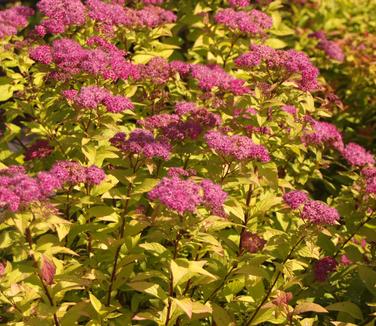 Spiraea japonica 'Goldflame'