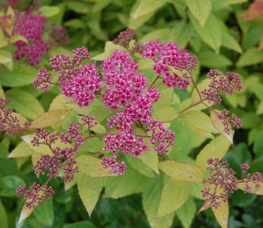 Spiraea japonica 'Goldflame' 