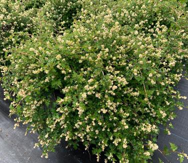 Stephanandra incisa 'Crispa' - Cutleaf Stephanandra from Pleasant Run Nursery