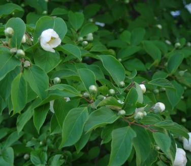 Stewartia koreana