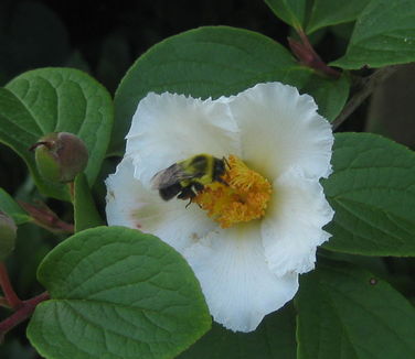 Stewartia koreana