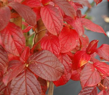 Stewartia koreana (Fall Color)