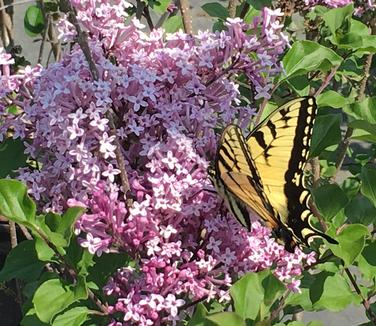 Syringa meyeri Palibin