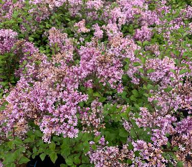 Syringa meyeri 'Palibin'