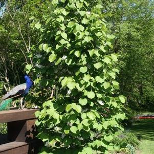 Styrax obassia 