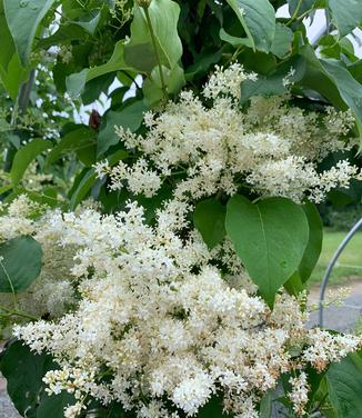 Syringa reticulata 'Ivory Silk' - Japanese Tree Lilac from Pleasant Run Nursery