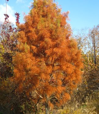 Taxodium ascendens Debonair (fall color)