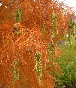 Taxodium ascendens Debonair