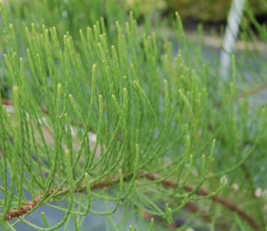 Taxodium ascendens Debonair ('Morris)