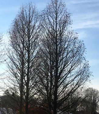 Taxodium ascendens Nutans 