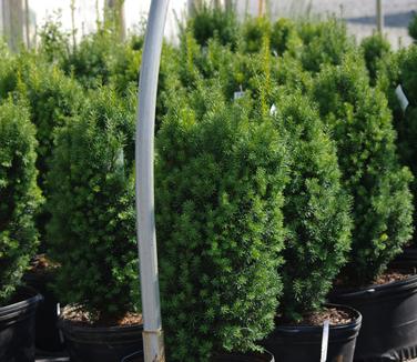 Taxus x media Hicksii