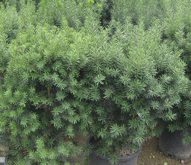 Taxus x media 'Hicksii' - Hicks Anglojap Yew