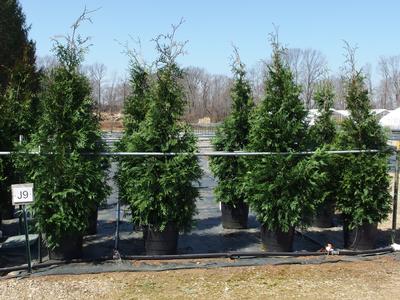 Thuja x Green Giant