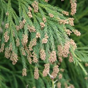 Cryptomeria japonica Yoshino