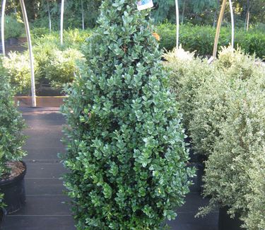 Buxus sempervirens 'Dee Runk' 