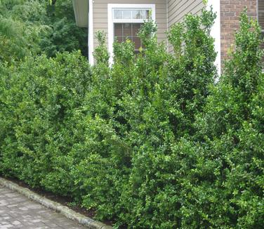 Buxus sempervirens Dee Runk