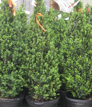 Buxus sempervirens Dee Run