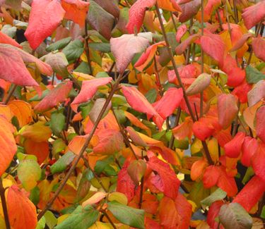 Viburnum carlesii - Koreanspice Viburnum (Fall Color)